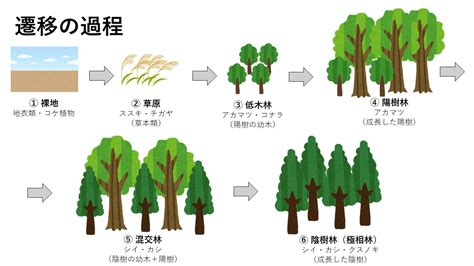 一次遷移|一次遷移の定義と例